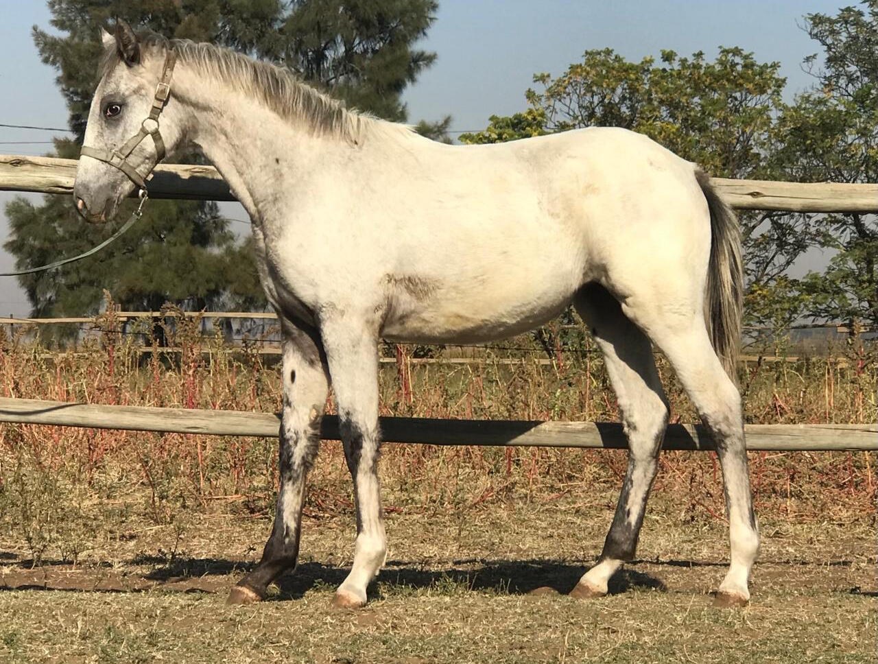 #Kondos up town girl